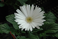 White Gerbera Daisy (Gerbera 'White') at Sargent's Nursery