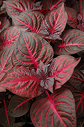 Blazin' Rose Blood Leaf (Iresine herbstii 'Blazin' Rose') at Sargent's Nursery