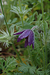 Blue Bell Pasqueflower (Pulsatilla vulgaris 'Blue Bell') at Sargent's Nursery