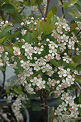 Viking Chokeberry (Aronia x prunifolia 'Viking') at Sargent's Nursery