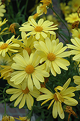 Voltage Yellow African Daisy (Osteospermum 'Voltage Yellow') at Sargent's Nursery