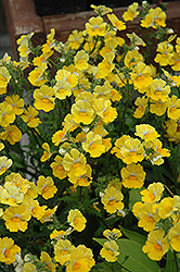 Sunsatia Lemon Nemesia (Nemesia 'Sunsatia Lemon') at Sargent's Nursery