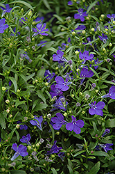 Riviera Midnight Blue Lobelia (Lobelia erinus 'Riviera Midnight Blue') at Sargent's Nursery