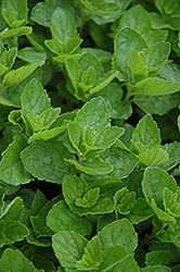 Spearmint (Mentha spicata) at Sargent's Nursery