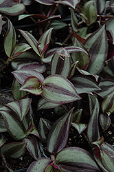 Wandering Jew (Zebrina pendula) at Sargent's Nursery