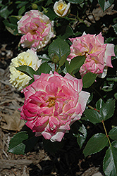 Music Box Rose (Rosa 'BAIbox') at Sargent's Nursery