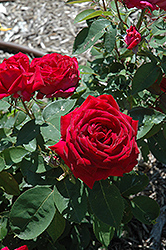 Kashmir Rose (Rosa 'Kashmir') at Sargent's Nursery
