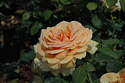 Marilyn Monroe Rose (Rosa 'Marilyn Monroe') at Sargent's Nursery