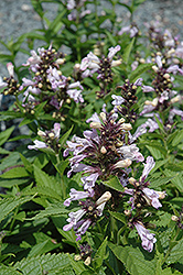 Candy Cat Catmint (Nepeta subsessilis 'Candy Cat') at Sargent's Nursery