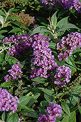 Lo & Behold Purple Haze Butterfly Bush (Buddleia 'Purple Haze') at Sargent's Nursery