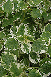 Variegated Swedish Ivy (Plectranthus coleoides 'Variegata') at Sargent's Nursery