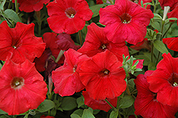 Easy Wave Red Petunia (Petunia 'Easy Wave Red') at Sargent's Nursery