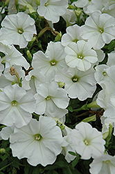 Supertunia Mini White Petunia (Petunia 'Supertunia Mini White') at Sargent's Nursery