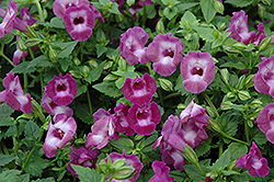 Summer Wave Large Amethyst Torenia (Torenia 'Summer Wave Large Amethyst') at Sargent's Nursery