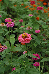 Magellan Lilliput Mix Zinnia (Zinnia 'Magellan Lilliput Mix') at Sargent's Nursery