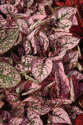 Splash Select Pink Polka Dot Plant (Hypoestes phyllostachya 'PAS2341') at Sargent's Nursery