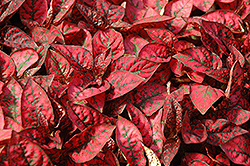 Splash Select Red Polka Dot Plant (Hypoestes phyllostachya 'Splash Select Red') at Sargent's Nursery