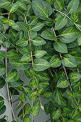 Maculata Periwinkle (Vinca major 'Maculata') at Sargent's Nursery