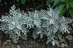 Silver Dust Dusty Miller (Senecio cineraria 'Silver Dust') at Sargent's Nursery