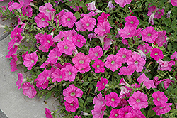 Easy Wave Pink Petunia (Petunia 'Easy Wave Pink') at Sargent's Nursery