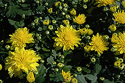 Dawn Chrysanthemum (Chrysanthemum 'Dawn') at Sargent's Nursery