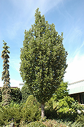 Crimson Spire Oak (Quercus 'Crimschmidt') at Sargent's Nursery