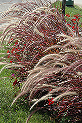Fireworks Fountain Grass (Pennisetum setaceum 'Fireworks') at Sargent's Nursery