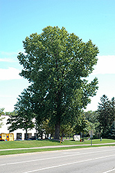 Siouxland Poplar (Populus deltoides 'Siouxland') at Sargent's Nursery