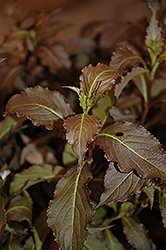 Spilled Wine Weigela (Weigela florida 'Bokraspiwi') at Sargent's Nursery