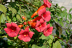 Balboa Sunset Trumpetvine (Campsis radicans 'Balboa Sunset') at Sargent's Nursery