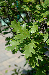 Crimson Spire Oak (Quercus 'Crimschmidt') at Sargent's Nursery