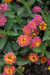 Landmark Sunrise Rose Lantana (Lantana camara 'Landmark Sunrise Rose') at Sargent's Nursery