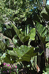 Coffee Cups Elephant Ear (Colocasia esculenta 'Coffee Cups') at Sargent's Nursery
