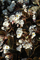 BabyWing White Bronze Leaf Begonia (Begonia 'BabyWing White Bronze Leaf') at Sargent's Nursery