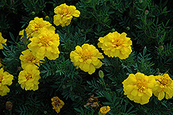 Durango Yellow Marigold (Tagetes patula 'Durango Yellow') at Sargent's Nursery