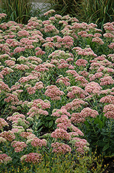 Autumn Joy Stonecrop (Sedum 'Autumn Joy') at Sargent's Nursery