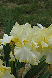 Total Recall Iris (Iris 'Total Recall') at Sargent's Nursery