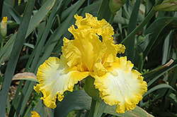 That's All Folks Iris (Iris 'That's All Folks') at Sargent's Nursery