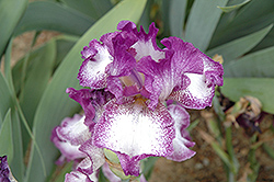 Mariposa Autumn Iris (Iris 'Mariposa Autumn') at Sargent's Nursery