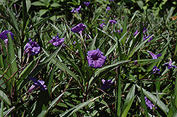 Purple Showers Mexican Petunia (Ruellia brittoniana 'Purple Showers') at Sargent's Nursery