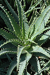 Hedgehog Aloe (Aloe humilis 'Hedgehog') at Sargent's Nursery