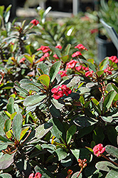 Crown Of Thorns (Euphorbia milii) at Sargent's Nursery