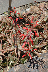 Pink Blush Aloe (Aloe 'Pink Blush') at Sargent's Nursery