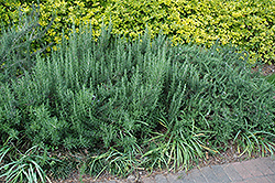 Gorizia Rosemary (Rosmarinus officinalis 'Gorizia') at Sargent's Nursery