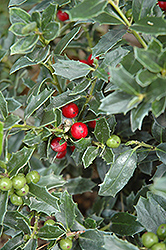 Coral Berry (Ardisia crenata) at Sargent's Nursery