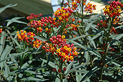 Silky Deep Red Milkweed (Asclepias curassavica 'Silky Deep Red') at Sargent's Nursery