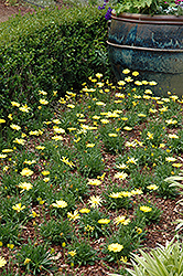 Voltage Yellow African Daisy (Osteospermum 'Voltage Yellow') at Sargent's Nursery