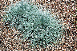 Beyond Blue Blue Fescue (Festuca glauca 'Casca11') at Sargent's Nursery