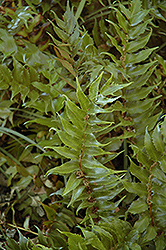 Beech Fern (Thelypteris decursive-pinnata) at Sargent's Nursery