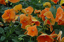 Delta Pure Deep Orange Pansy (Viola x wittrockiana 'Delta Pure Deep Orange') at Sargent's Nursery
